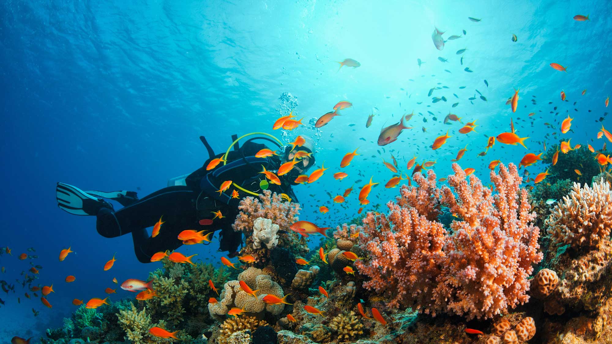 Scuba Diving Tour – Discover Phu Quoc’s Underwater Wonders